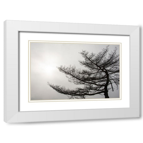 USA-Vermont-Morrisville-Jopson Lane Tree silhouetted against winter sky White Modern Wood Framed Art Print with Double Matting by Jones, Allison