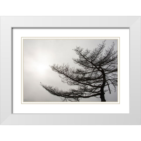 USA-Vermont-Morrisville-Jopson Lane Tree silhouetted against winter sky White Modern Wood Framed Art Print with Double Matting by Jones, Allison