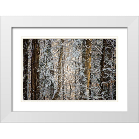 USA-Vermont-Morrisville-snow covered forest full of trees White Modern Wood Framed Art Print with Double Matting by Jones, Allison