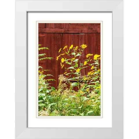 USA-Vermont-New England-autumn daisies against red barn White Modern Wood Framed Art Print with Double Matting by Jones, Allison