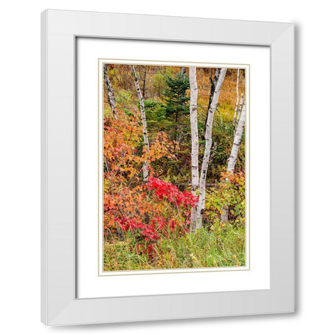 USA-Vermont-Stowe-birch trees around wetlands above the Toll House on Route 108 White Modern Wood Framed Art Print with Double Matting by Jones, Allison