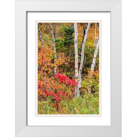 USA-Vermont-Stowe-birch trees around wetlands above the Toll House on Route 108 White Modern Wood Framed Art Print with Double Matting by Jones, Allison
