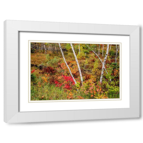 USA-Vermont-Stowe-birch trees around wetlands above the Toll House on Route 108 White Modern Wood Framed Art Print with Double Matting by Jones, Allison