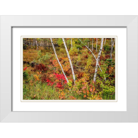 USA-Vermont-Stowe-birch trees around wetlands above the Toll House on Route 108 White Modern Wood Framed Art Print with Double Matting by Jones, Allison