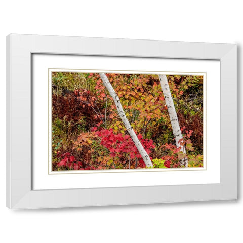 USA-Vermont-Stowe-birch trees around wetlands above the Toll House on Route 108 White Modern Wood Framed Art Print with Double Matting by Jones, Allison