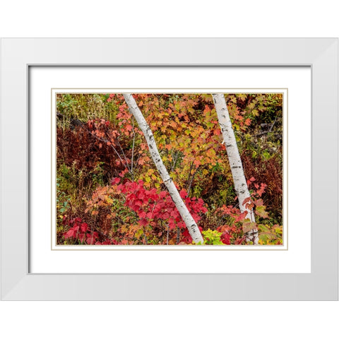 USA-Vermont-Stowe-birch trees around wetlands above the Toll House on Route 108 White Modern Wood Framed Art Print with Double Matting by Jones, Allison