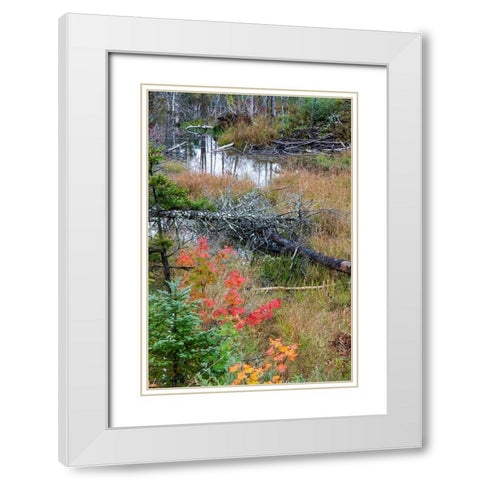 USA-Vermont-Stowe-birch trees around wetlands above the Toll House on Route 108 White Modern Wood Framed Art Print with Double Matting by Jones, Allison