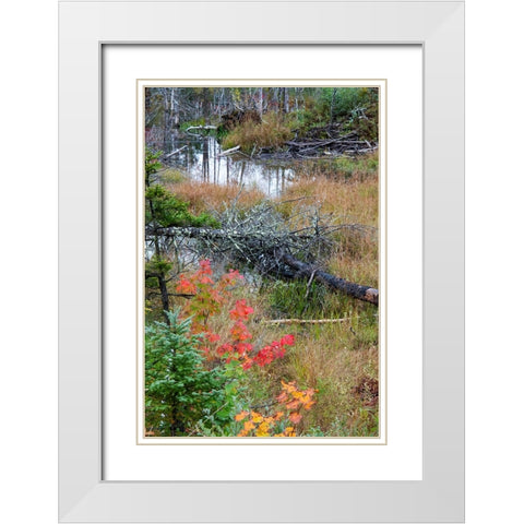 USA-Vermont-Stowe-birch trees around wetlands above the Toll House on Route 108 White Modern Wood Framed Art Print with Double Matting by Jones, Allison