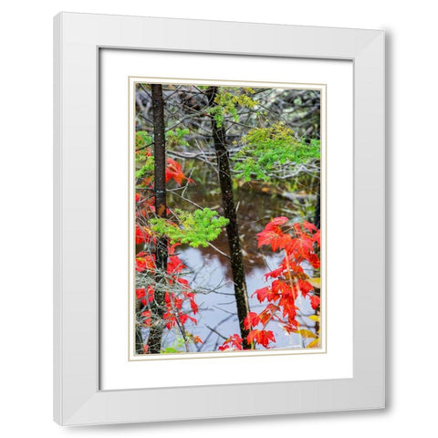 USA-Vermont-Stowe-birch trees around wetlands above the Toll House on Route 108 White Modern Wood Framed Art Print with Double Matting by Jones, Allison