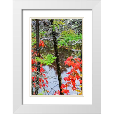 USA-Vermont-Stowe-birch trees around wetlands above the Toll House on Route 108 White Modern Wood Framed Art Print with Double Matting by Jones, Allison