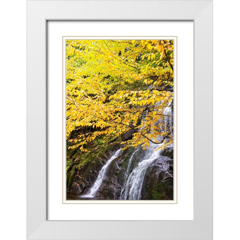 USA-Vermont-Fall foliage in Mad River Valley along trail to Warren Falls White Modern Wood Framed Art Print with Double Matting by Jones, Allison