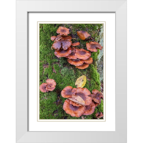 USA-Vermont-Fall foliage and mushrooms in Mad River Valley along trail to Warren Falls White Modern Wood Framed Art Print with Double Matting by Jones, Allison