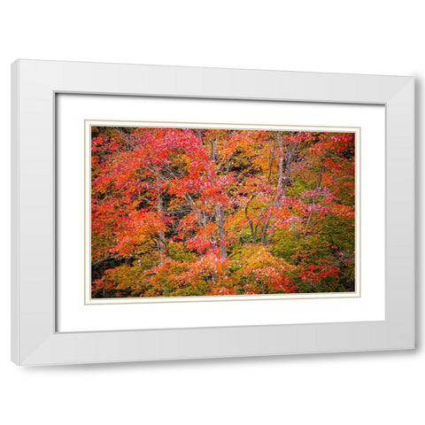 USA-Vermont-Fall foliage in Green Mountains at Bread Loaf-owned by Middlebury College White Modern Wood Framed Art Print with Double Matting by Jones, Allison