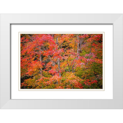USA-Vermont-Fall foliage in Green Mountains at Bread Loaf-owned by Middlebury College White Modern Wood Framed Art Print with Double Matting by Jones, Allison