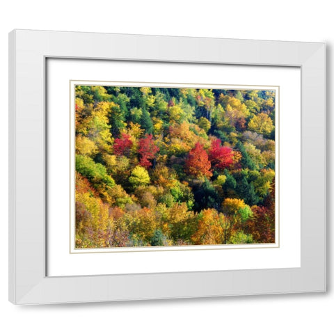 Vermont, Autumn Colors in the forest of Vermont White Modern Wood Framed Art Print with Double Matting by Talbot Frank, Christopher
