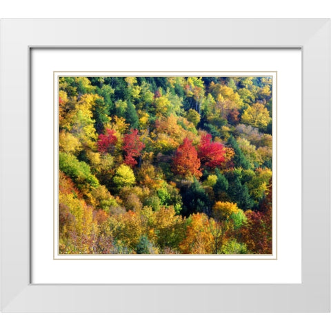 Vermont, Autumn Colors in the forest of Vermont White Modern Wood Framed Art Print with Double Matting by Talbot Frank, Christopher