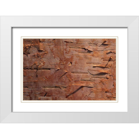 USA, Vermont Birch bark close-up White Modern Wood Framed Art Print with Double Matting by Bush, Marie