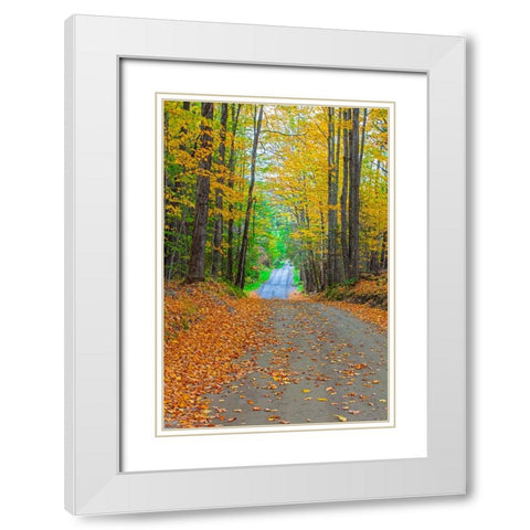 USA-New England-Vermont tree-lined roadway in Autumns Fall colors White Modern Wood Framed Art Print with Double Matting by Gulin, Sylvia