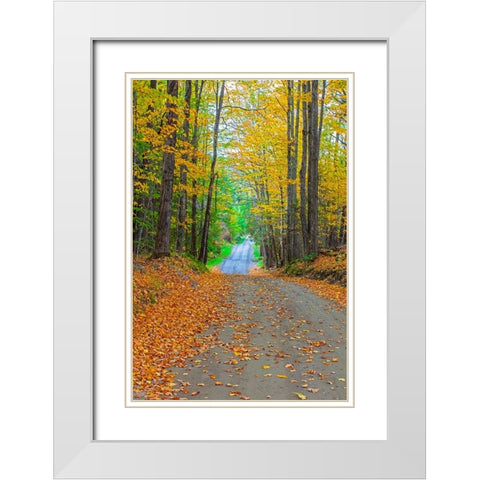 USA-New England-Vermont tree-lined roadway in Autumns Fall colors White Modern Wood Framed Art Print with Double Matting by Gulin, Sylvia