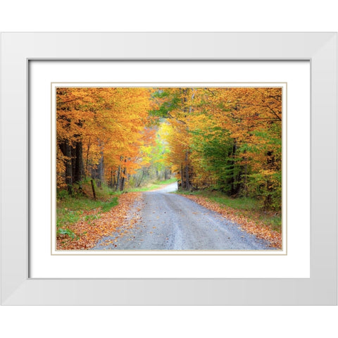 USA-New England-Vermont tree-lined roadway in Autumns Fall colors White Modern Wood Framed Art Print with Double Matting by Gulin, Sylvia