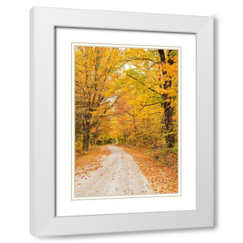 USA-New England-Vermont tree-lined roadway in Autumns Fall colors White Modern Wood Framed Art Print with Double Matting by Gulin, Sylvia