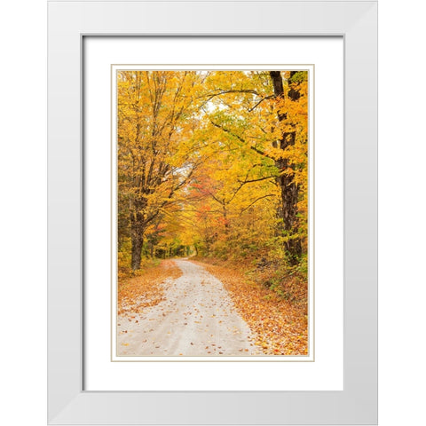 USA-New England-Vermont tree-lined roadway in Autumns Fall colors White Modern Wood Framed Art Print with Double Matting by Gulin, Sylvia