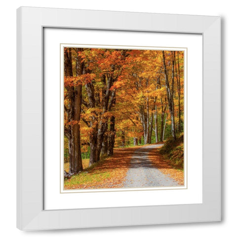 USA-New England-Vermont gravel road lined with sugar maple in full Fall color White Modern Wood Framed Art Print with Double Matting by Gulin, Sylvia