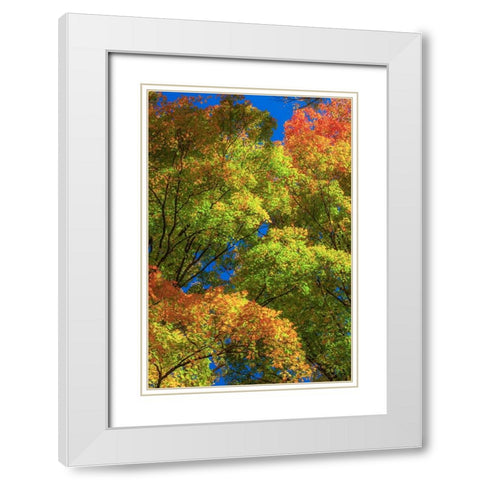 USA-New England-Vermont Autumn looking up into Sugar Maple Trees White Modern Wood Framed Art Print with Double Matting by Gulin, Sylvia