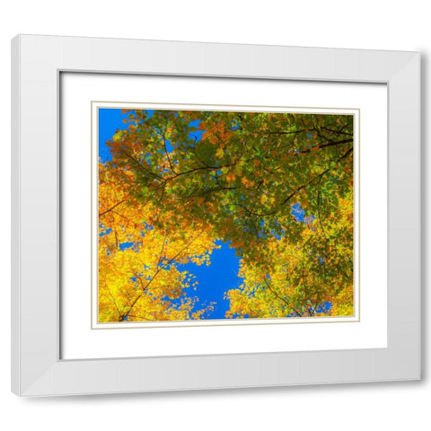 USA-New England-Vermont Autumn looking up into Sugar Maple Trees White Modern Wood Framed Art Print with Double Matting by Gulin, Sylvia