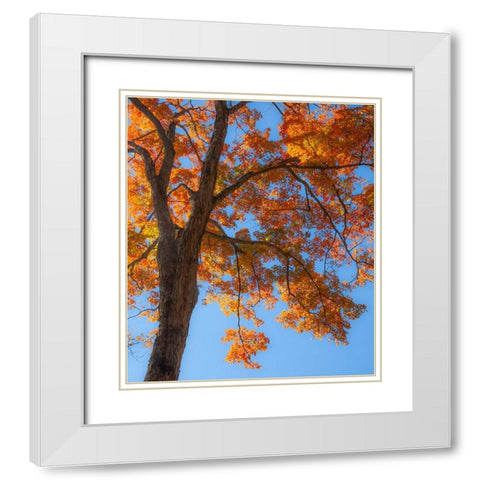 USA-New England-Vermont Autumn looking up into Sugar Maple Trees White Modern Wood Framed Art Print with Double Matting by Gulin, Sylvia