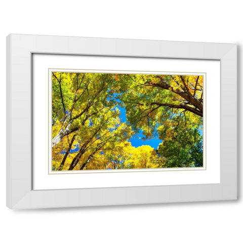 USA-New England-Vermont Autumn looking up into Sugar Maple Trees White Modern Wood Framed Art Print with Double Matting by Gulin, Sylvia