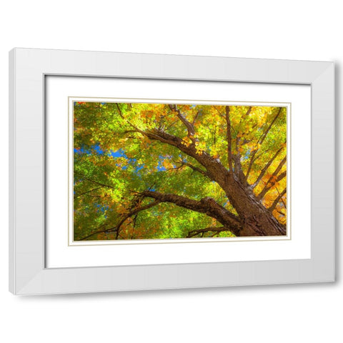 USA-New England-Vermont Autumn looking up into Sugar Maple Trees White Modern Wood Framed Art Print with Double Matting by Gulin, Sylvia