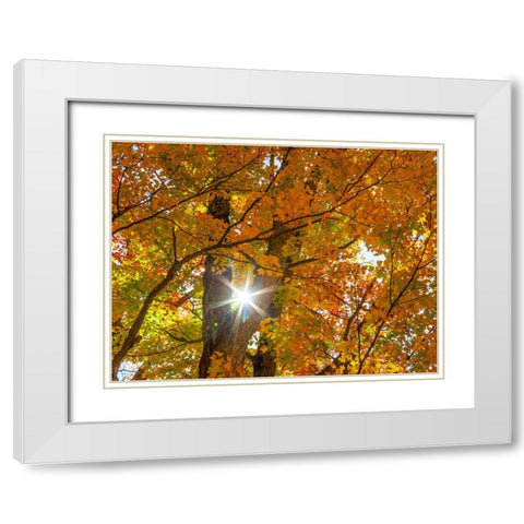 USA-New England-Vermont Autumn looking up into Sugar Maple Trees with star burst White Modern Wood Framed Art Print with Double Matting by Gulin, Sylvia