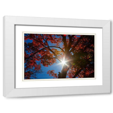 USA-New England-Vermont Autumn looking up into Sugar Maple Trees with star burst White Modern Wood Framed Art Print with Double Matting by Gulin, Sylvia