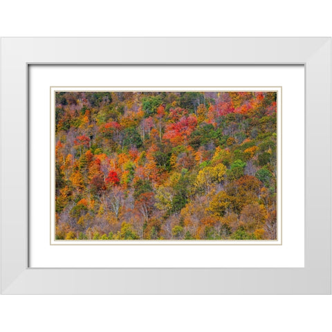 USA-New England-Vermont-Plymouth-Fall colors on hillside White Modern Wood Framed Art Print with Double Matting by Gulin, Sylvia
