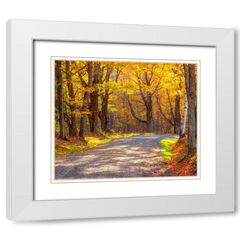 USA-New England-Vermont tree-lined gravel road with Sugar Maple in Autumn White Modern Wood Framed Art Print with Double Matting by Gulin, Sylvia