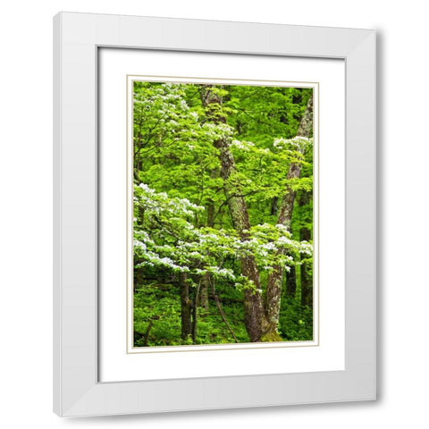 Skyline Drive Shenandoah NP, USA White Modern Wood Framed Art Print with Double Matting by OBrien, Jay