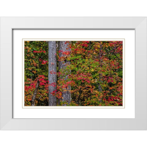 Virginia, Great Falls Park Autumn color on trees White Modern Wood Framed Art Print with Double Matting by OBrien, Jay
