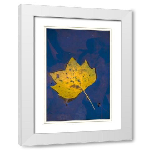 USA, Virginia, McLean Leaf in pond White Modern Wood Framed Art Print with Double Matting by OBrien, Jay