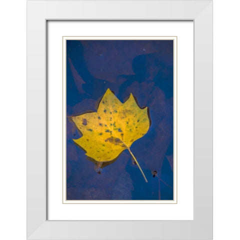 USA, Virginia, McLean Leaf in pond White Modern Wood Framed Art Print with Double Matting by OBrien, Jay