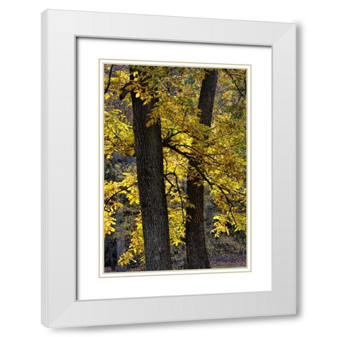Virginia, McLean Scenic in Great Falls SP White Modern Wood Framed Art Print with Double Matting by OBrien, Jay