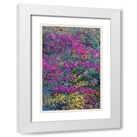 Virginia, McLean Scenic in Great Falls SP White Modern Wood Framed Art Print with Double Matting by OBrien, Jay