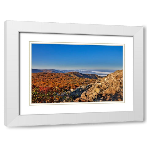 USA-Virginia-Shenandoah National Park-fall color in the park White Modern Wood Framed Art Print with Double Matting by Looney, Hollice