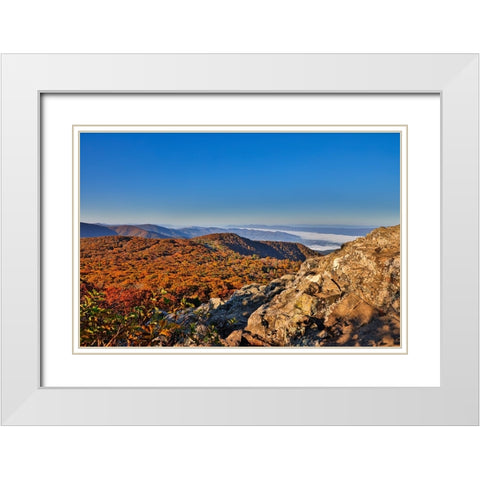 USA-Virginia-Shenandoah National Park-fall color in the park White Modern Wood Framed Art Print with Double Matting by Looney, Hollice