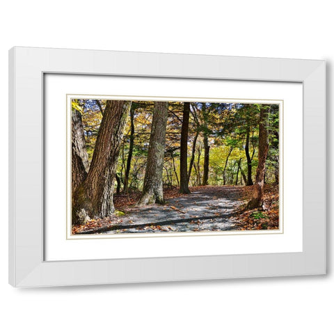 USA-Virginia-Shenandoah National Park-fall color in the park White Modern Wood Framed Art Print with Double Matting by Looney, Hollice