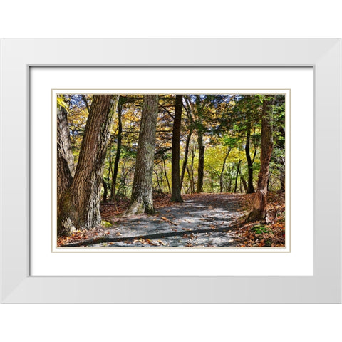 USA-Virginia-Shenandoah National Park-fall color in the park White Modern Wood Framed Art Print with Double Matting by Looney, Hollice