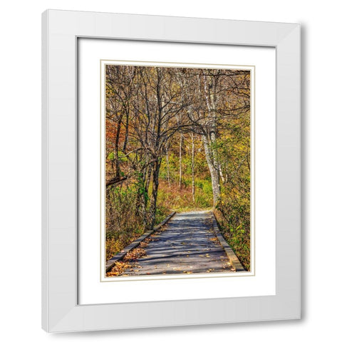 USA-Virginia-Shenandoah National Park-fall color in the park White Modern Wood Framed Art Print with Double Matting by Looney, Hollice