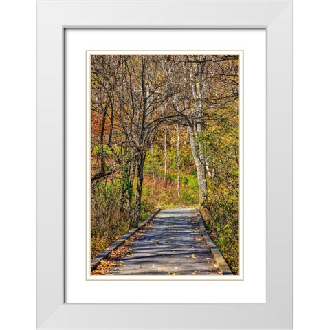 USA-Virginia-Shenandoah National Park-fall color in the park White Modern Wood Framed Art Print with Double Matting by Looney, Hollice