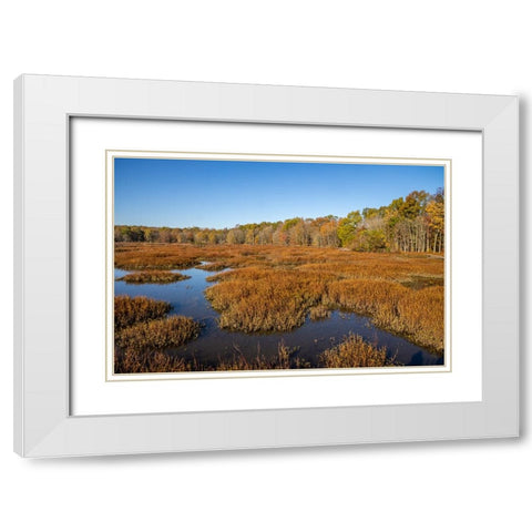 USA-Virginia-Alexandria-Huntley Meadows Park and fall color White Modern Wood Framed Art Print with Double Matting by Looney, Hollice