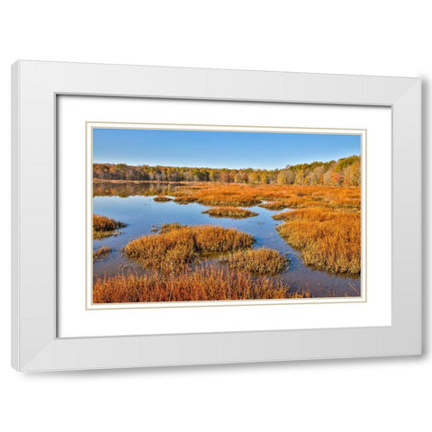 USA-Virginia-Alexandria-Huntley Meadows Park and fall color White Modern Wood Framed Art Print with Double Matting by Looney, Hollice